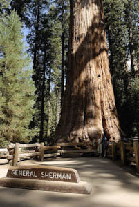 sequoia<br>NIKON D200, 20 mm, 100 ISO,  1/125 sec,  f : 5.6 , Distance :  m